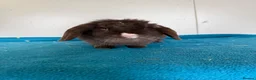 Mini Lop rabbits for sale: Pure breed mini lop adult female for sale  - Advert 6
