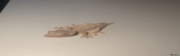 Gecko reptiles for sale: Lilly White Crested Gecko Hatchlings - Advert 5
