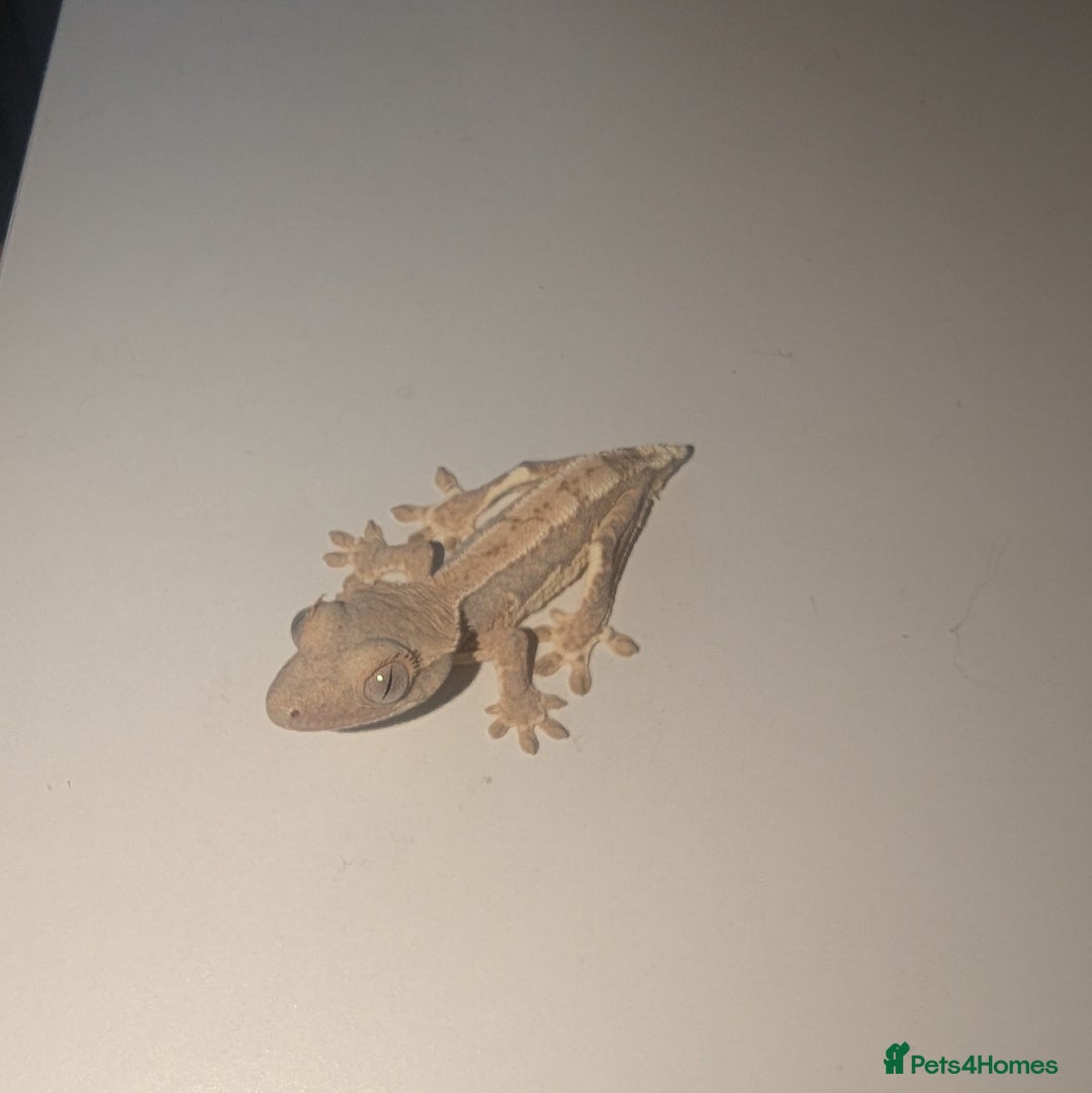 Gecko reptiles for sale: Lilly White Crested Gecko Hatchlings - Advert 5