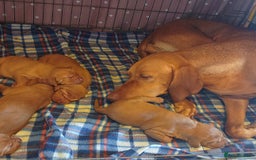 Hungarian Vizsla dogs for sale:  Adorable Vizsla Puppies for Sale🐶😍❤️ - Image 2