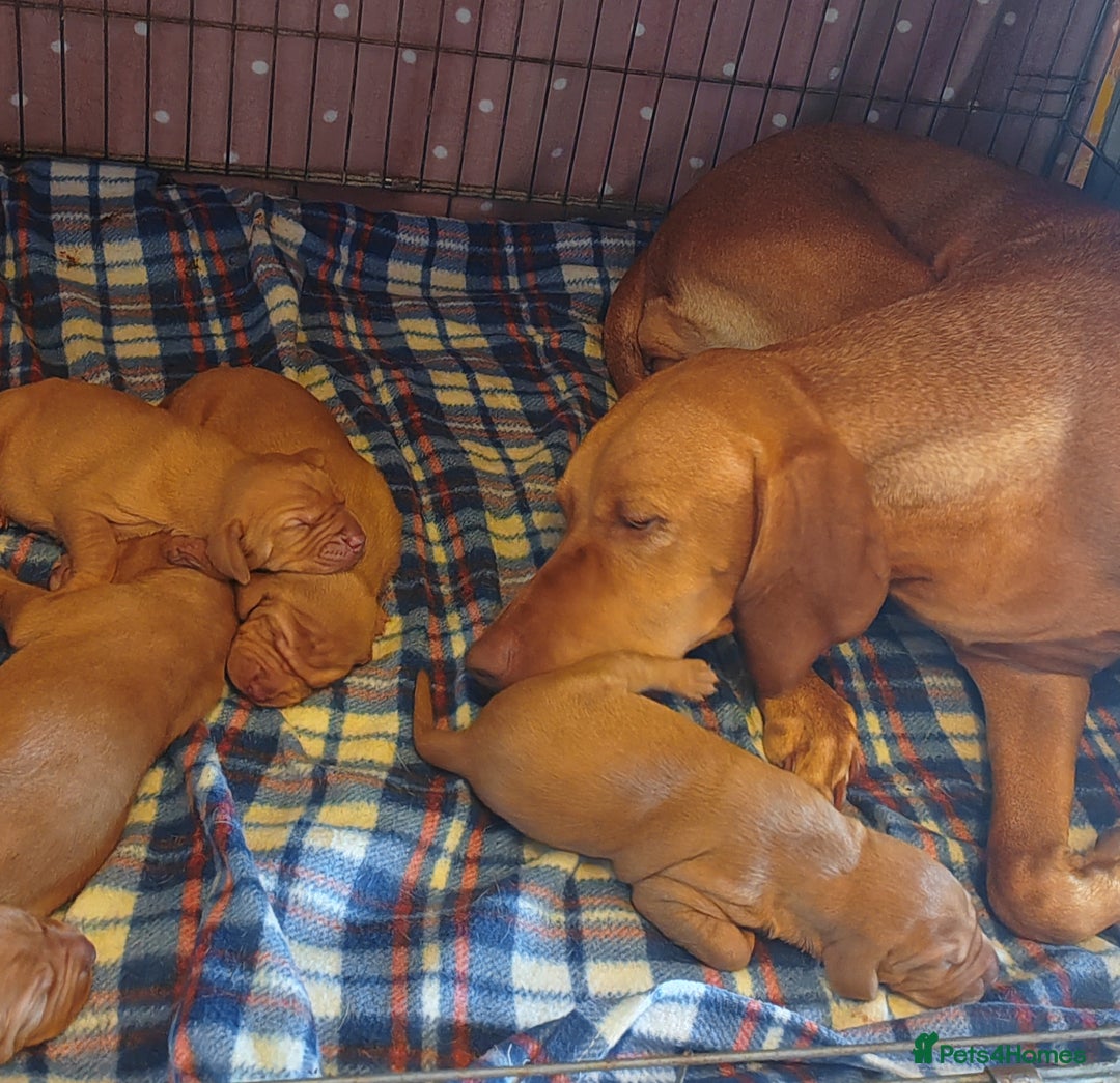 Hungarian Vizsla dogs for sale:  Adorable Vizsla Puppies for Sale🐶😍❤️ - Image 2