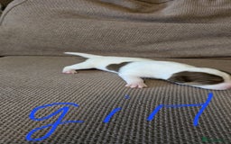 Jack Russell dogs for sale: 🐾 Adorable Jack Russell Puppies for Sale 🐾 - Image 4