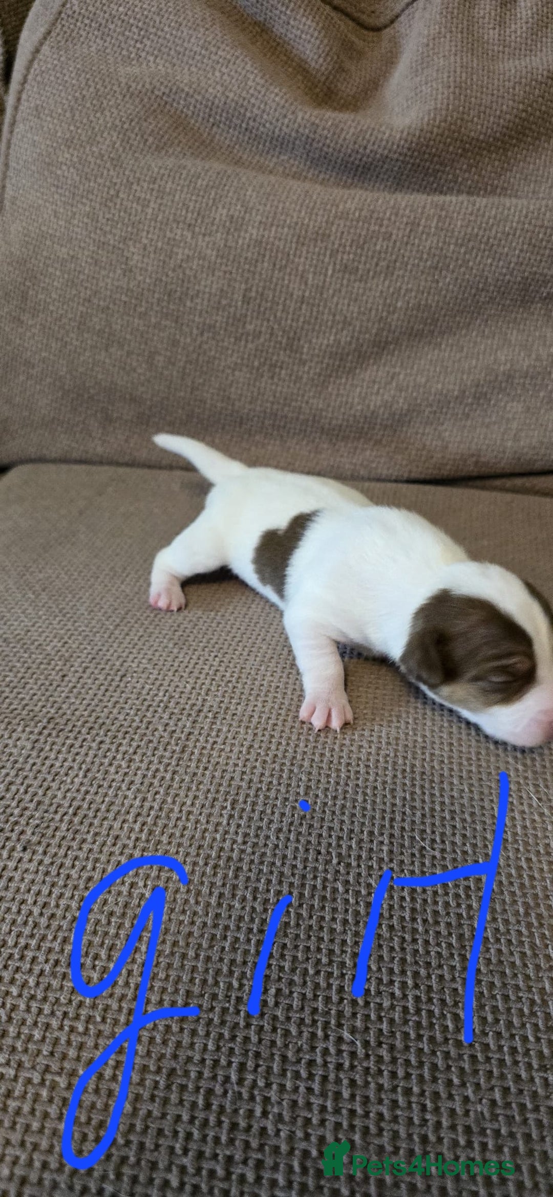 Jack Russell dogs for sale: 🐾 Adorable Jack Russell Puppies for Sale 🐾 - Image 4