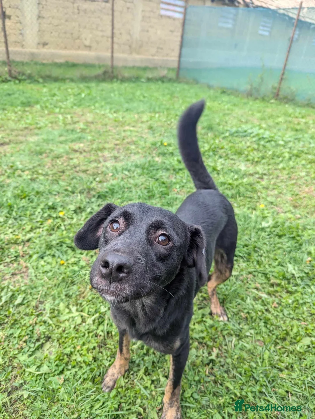 Mixed Breed dogs for adoption: Midnight for adoption - Advert 6