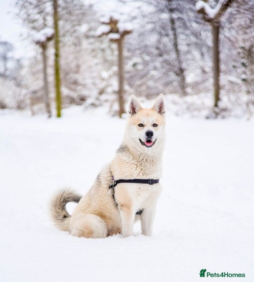 Pomsky dogs Pomsky for STUD Beautiful Husky markings in Sittingbourne - Advert 3