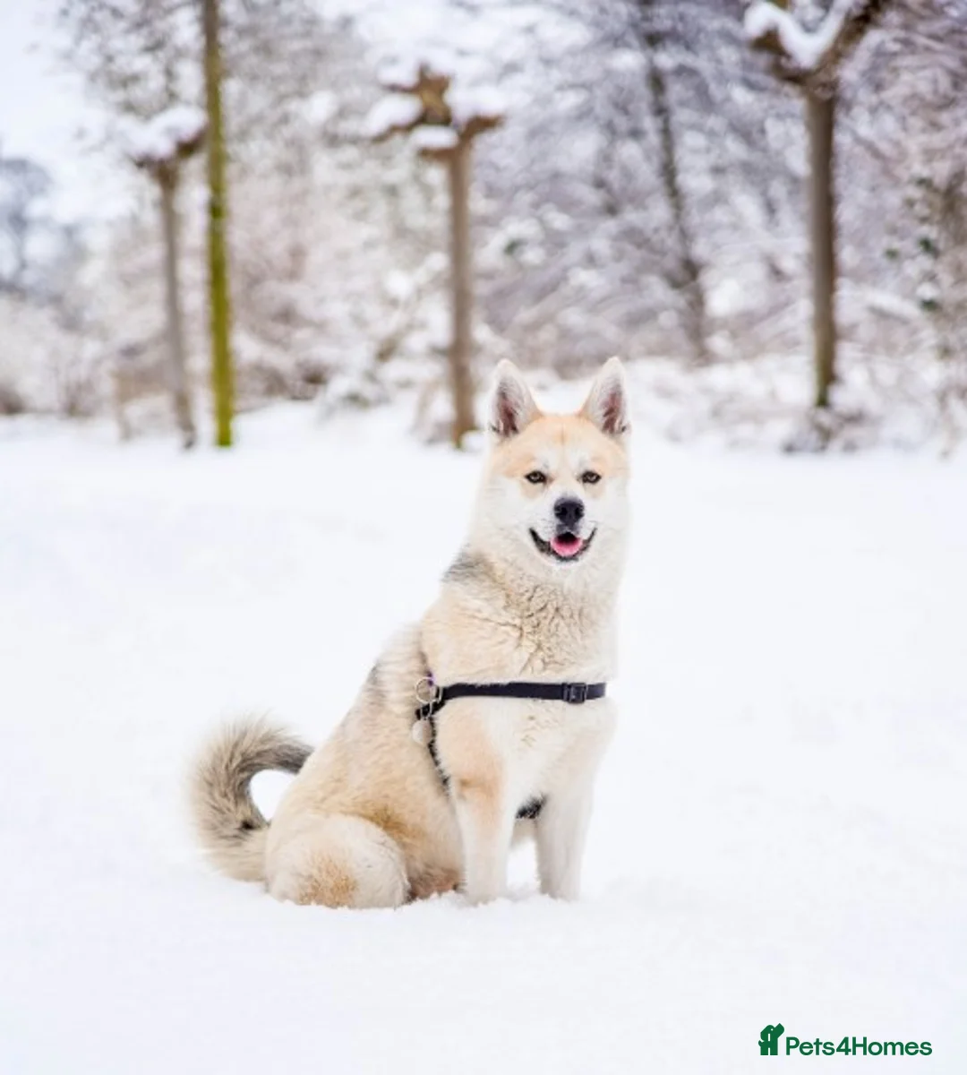 Pomsky dogs for stud: Pomsky for STUD Beautiful Husky markings in Sittingbourne - Advert 1