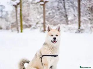 Pomsky dogs Pomsky for STUD Beautiful Husky markings in Sittingbourne - Advert 2