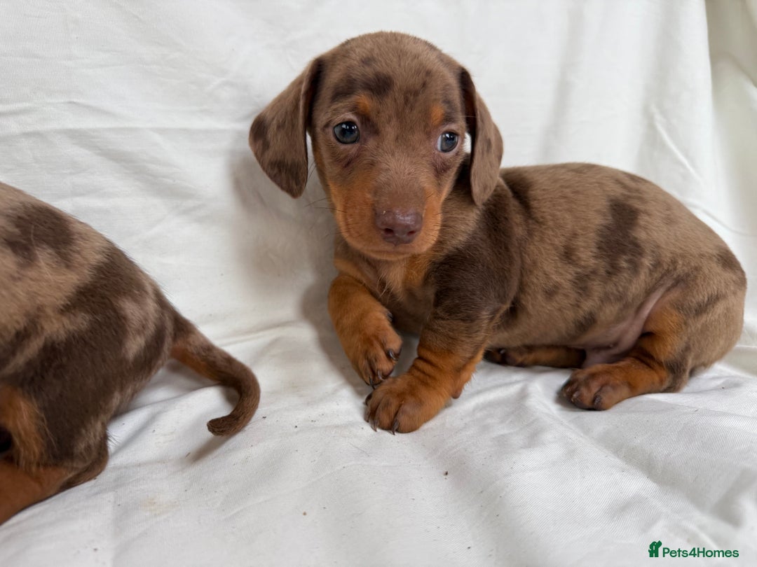 Miniature Dachshund dogs for sale: Dachshund puppy’s for sale - Image 6