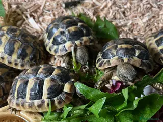 Hermann Tortoise reptiles Herman’s Tortoise - Advert 3