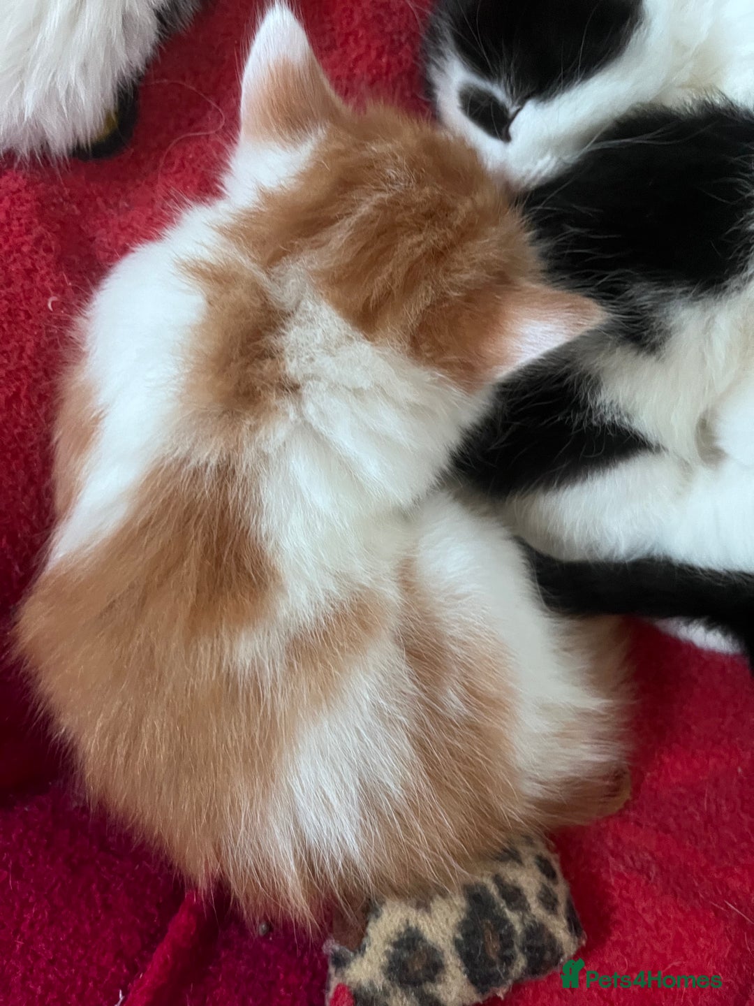 Mixed Breed cats for sale: Gorgeous Fluffy Kittens - Image 25