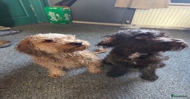 Cockapoo dogs Cockapoo puppies f2 ready now  - Advert 7