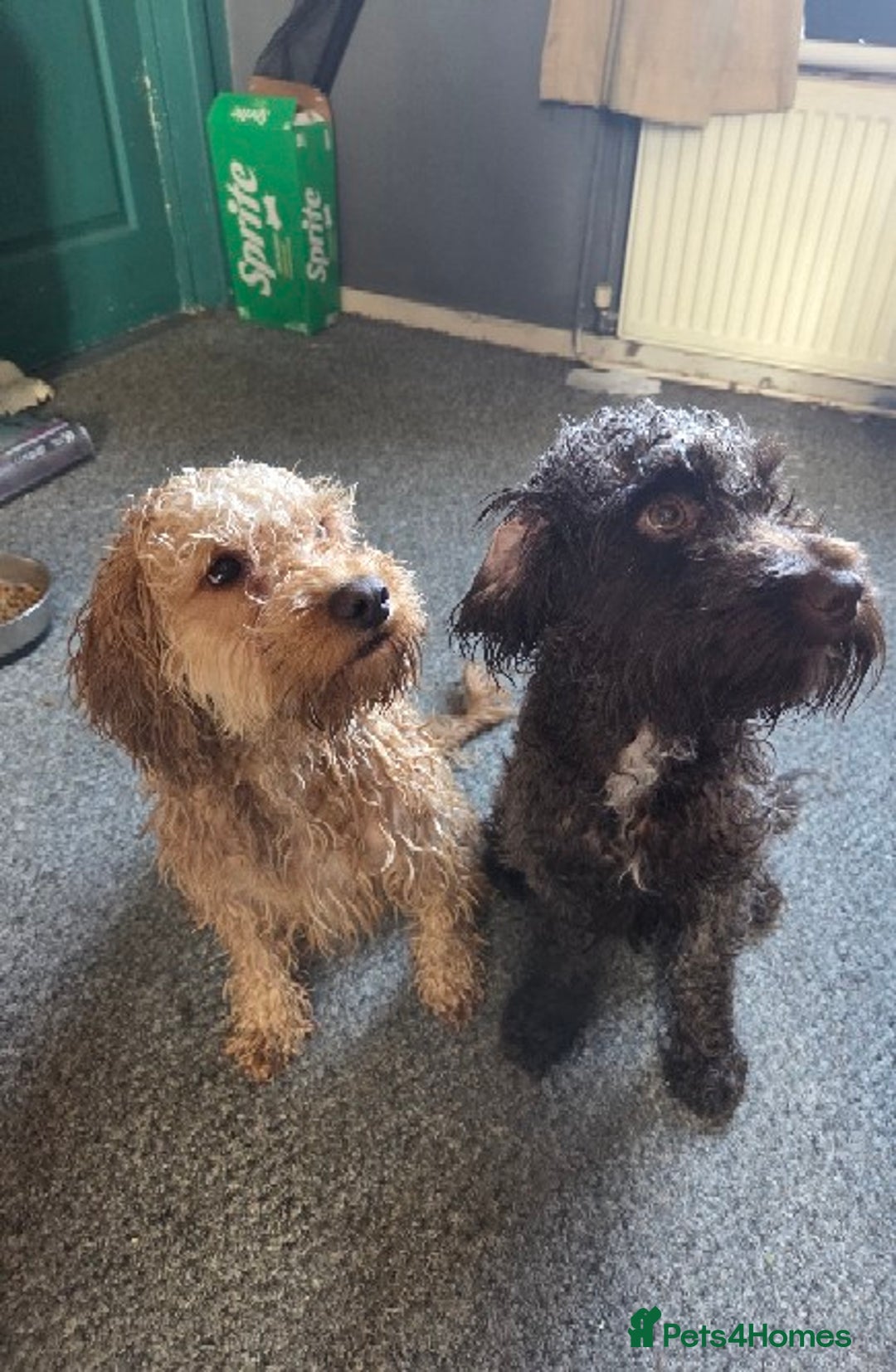 Cockapoo dogs for sale: Cockapoo puppies f2 ready now  - Advert 3