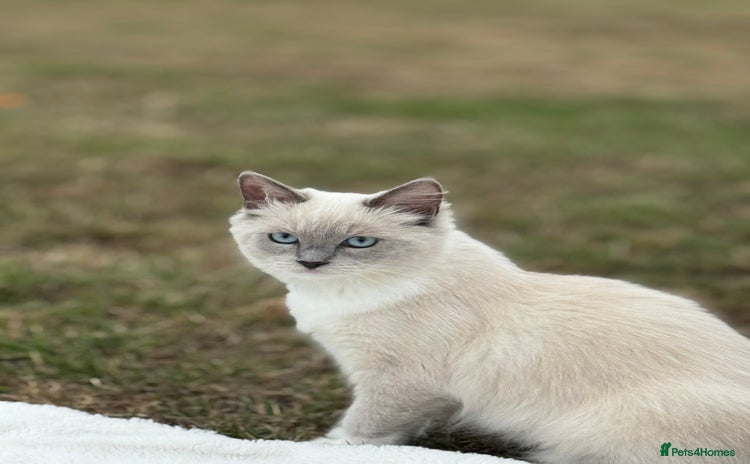 Ragdoll cats - Advert 13