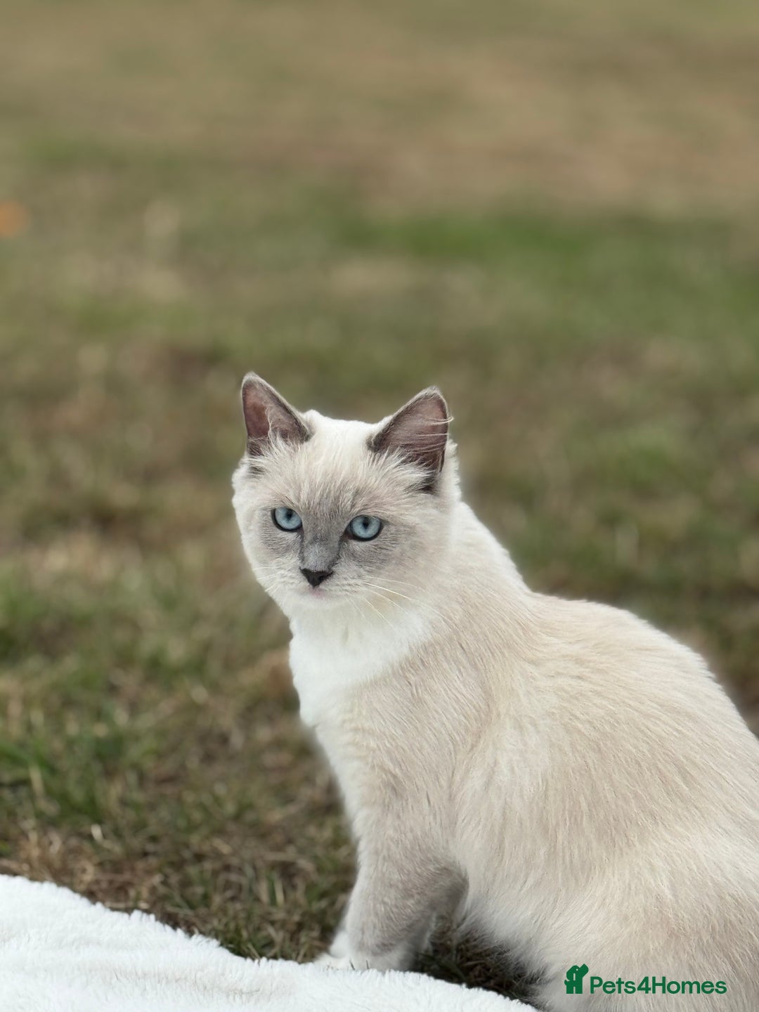 Ragdoll cats for sale: Beautiful Female Ragdoll Kitten  - Image 1