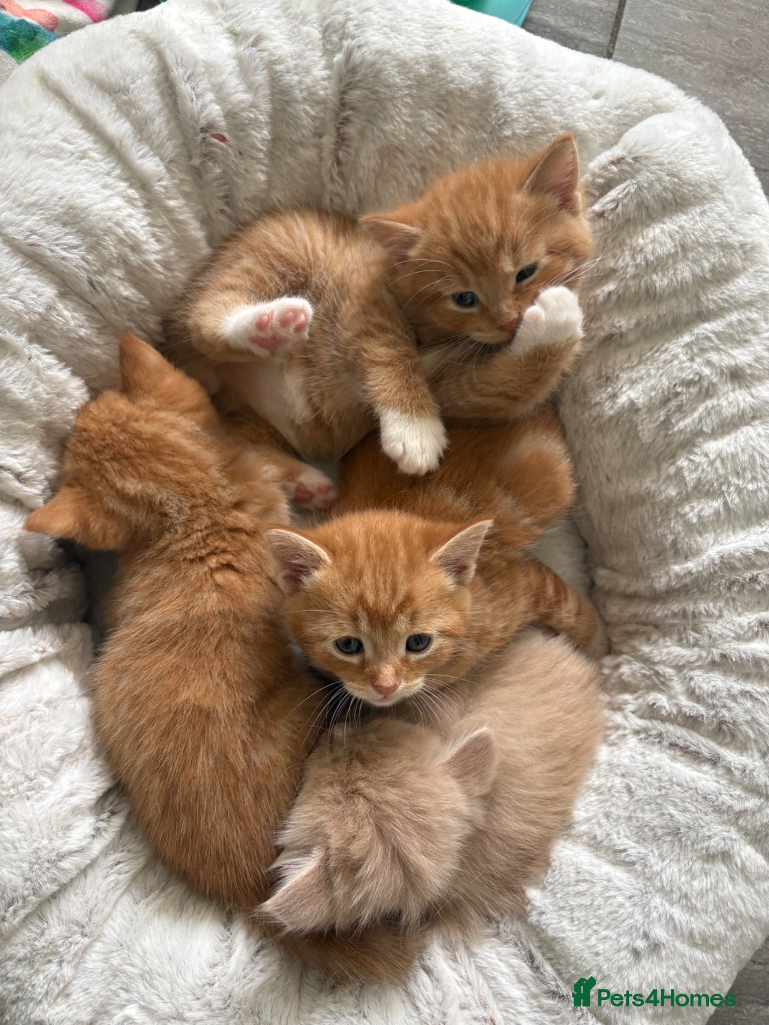 Mixed Breed cats Maine Coone x Ragdoll Full Ginger Litter - Advert 2