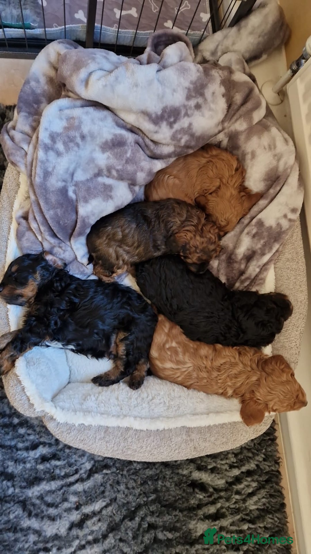 Cavachon dogs for sale: Beautiful Phantom, Sable and Red Cavapoochon Pups - Advert 13