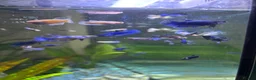 Bettas fish for sale: Mixed betta fish  - Advert 9