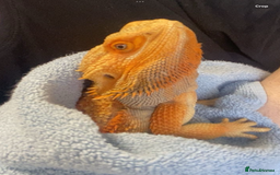 Bearded Dragon reptiles for sale: Bearded Dragon For Sale - Image 3