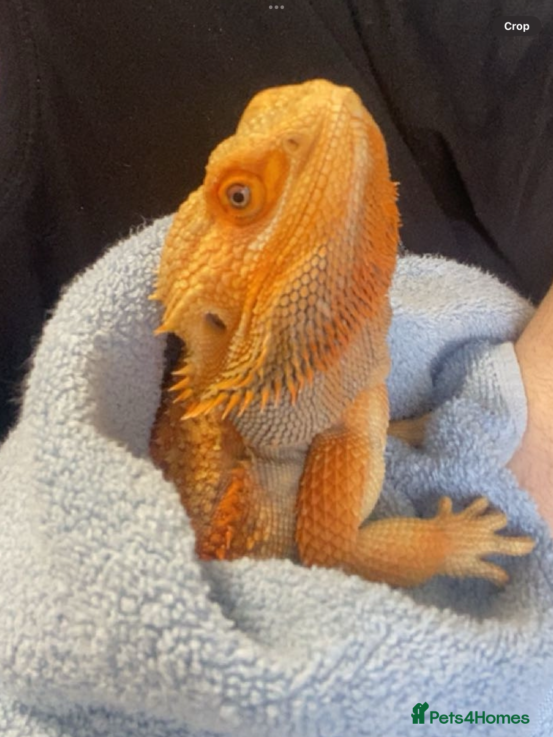 Bearded Dragon reptiles for sale: Bearded Dragon For Sale - Image 3