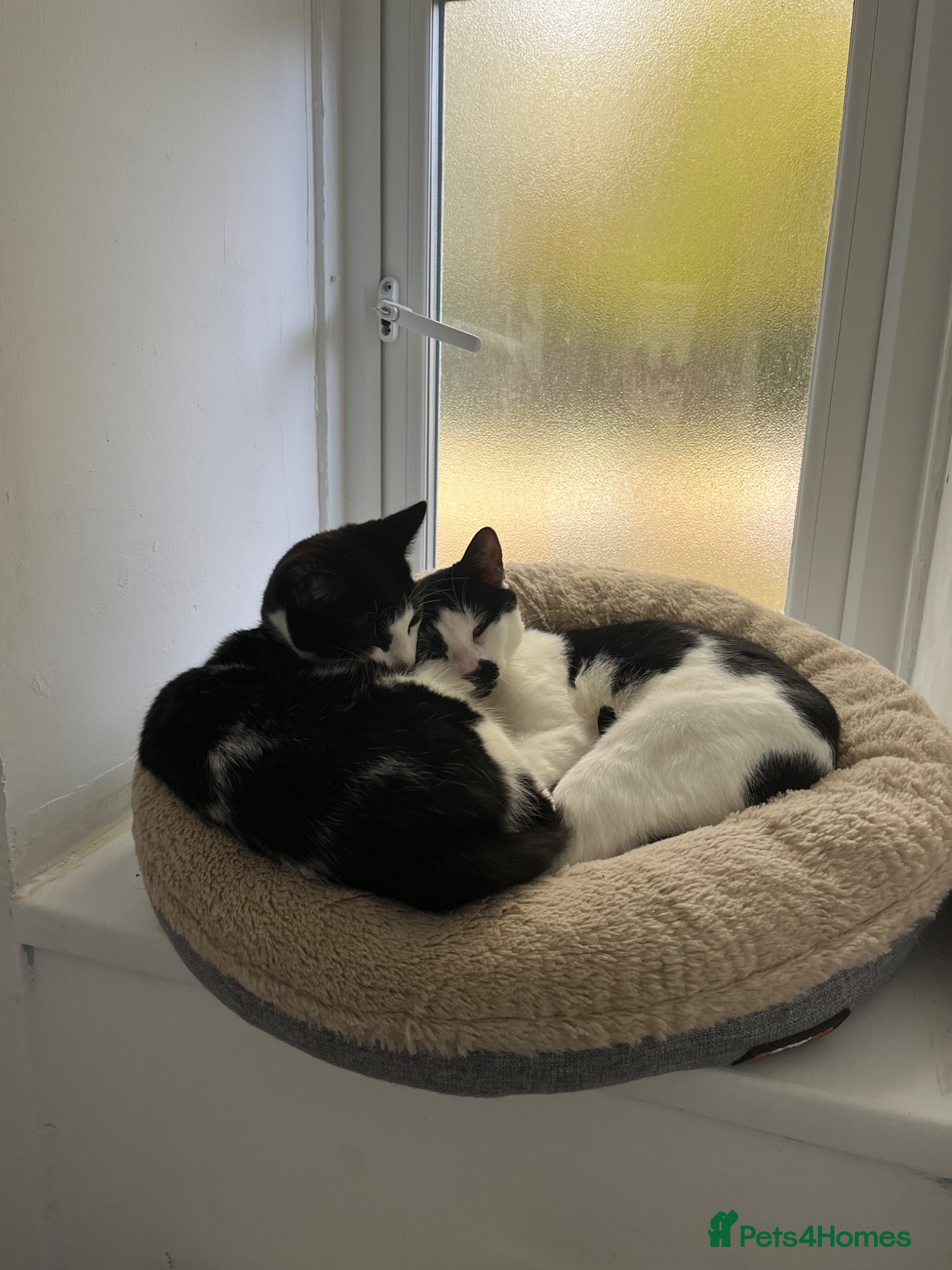 British Longhair cats for sale: Twin boys  in London - Advert 3