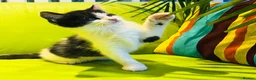 Mixed Breed cats for sale: Kittens for sale ,mixed breed, wonderful behaviour - Advert 12