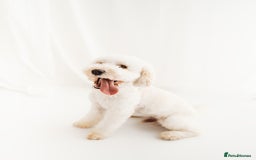 Cockapoo dogs for stud: Gorgeous cockapoo for stud - Advert 2