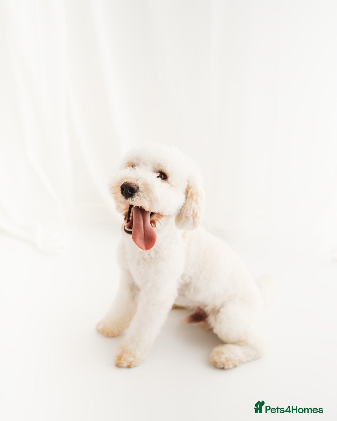 Cockapoo dogs for stud: Gorgeous cockapoo for stud - Advert 2