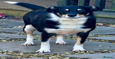 Border Collie dogs Agata: Left Behind, but Never Stopped Hoping - Advert 2