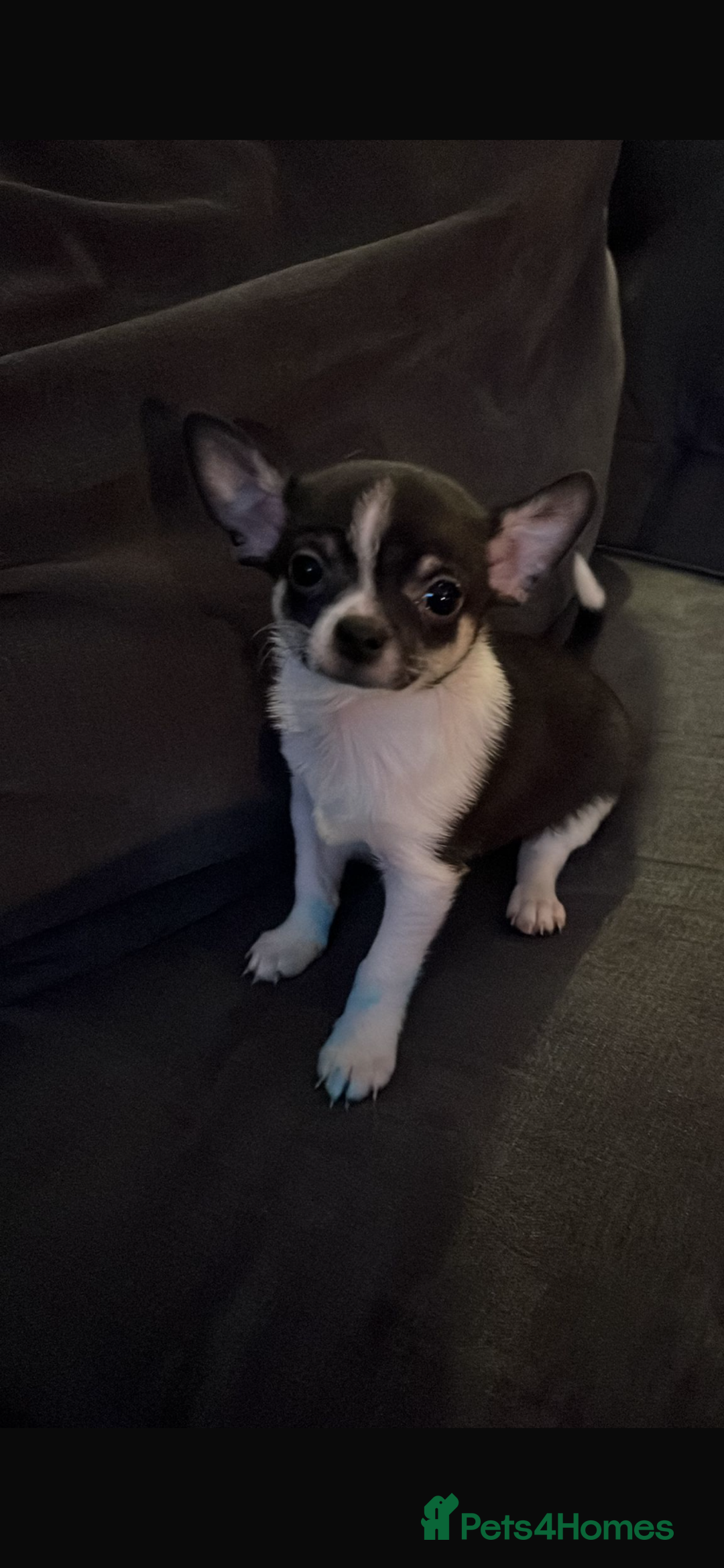 Chihuahua dogs for sale: ❤️ Last little boy ready for his forever home ❤️ - Advert 37