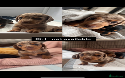 Miniature Dachshund dogs for sale: Miniature daschund  - Image 5