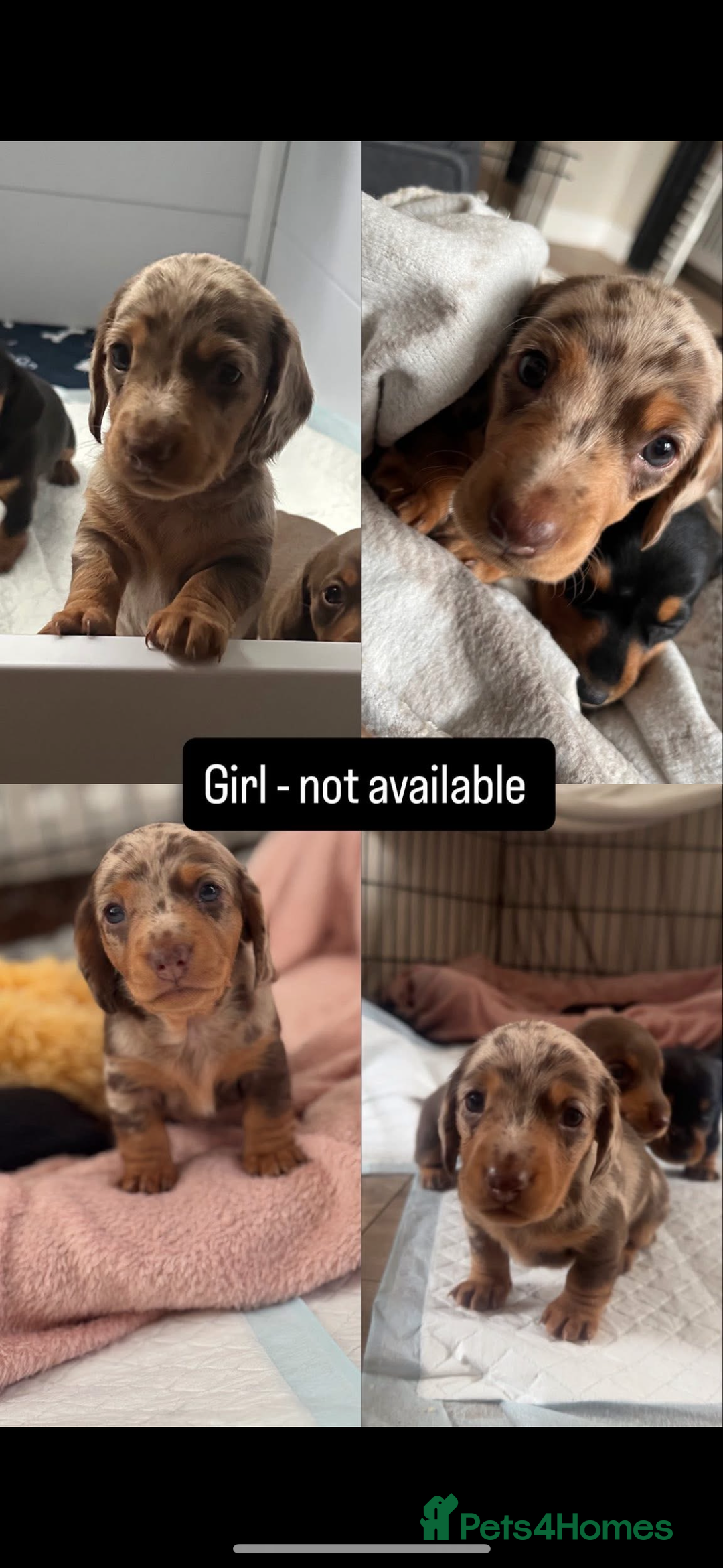Miniature Dachshund dogs for sale: Miniature daschund  - Image 5