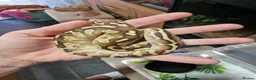 Python Snake reptiles for sale: Baby royal pythons  - Advert 6