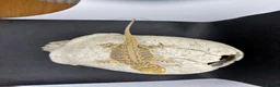 Bearded Dragon reptiles for sale: Spectacular baby dragons *ready now* in Pontypool - Advert 8