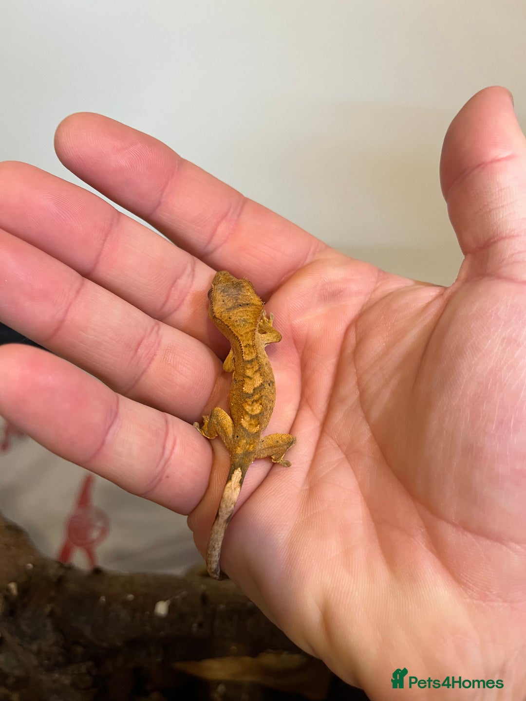 Gecko reptiles for sale: Crested gecko babies for sale  - Advert 21
