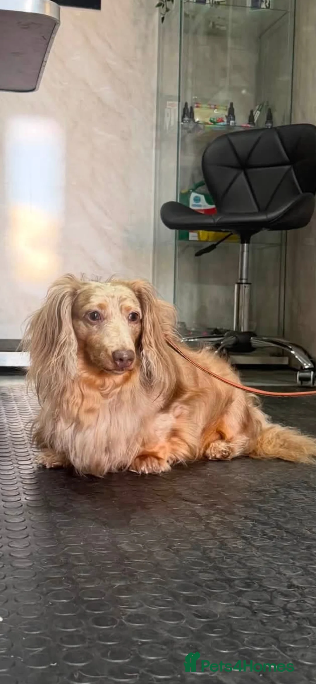 Miniature Dachshund dogs for sale: Gorgeous dachshund puppies ready 8/11 - Advert 6