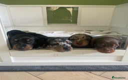 Miniature Dachshund dogs for sale: Ready for new homes Mini Dachshund  - Image 15
