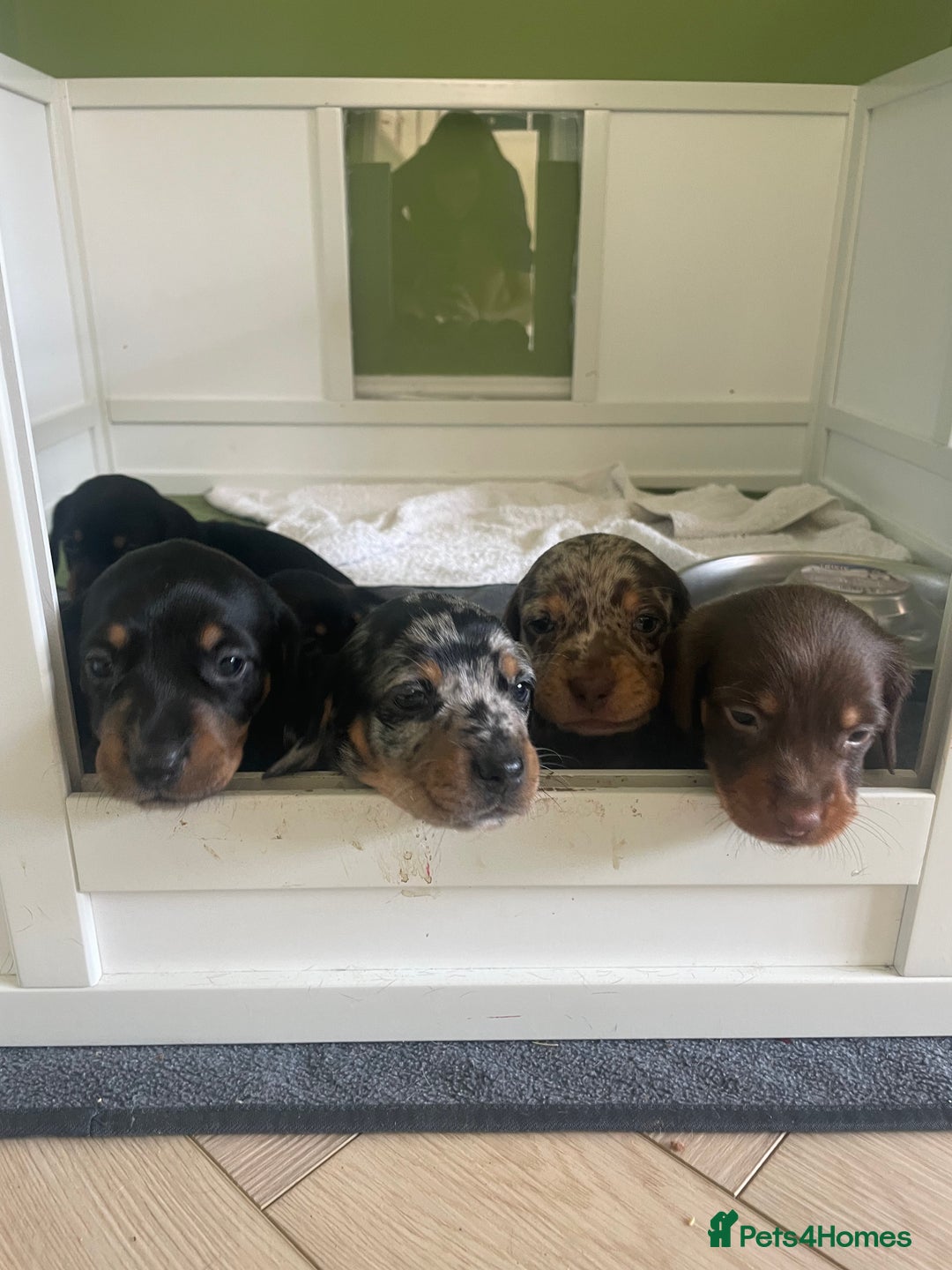 Miniature Dachshund dogs for sale: Ready for new homes Mini Dachshund  - Image 15
