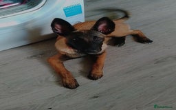 Belgian Shepherd Dog dogs for sale: 5 month Female Belgian mally - Image 1
