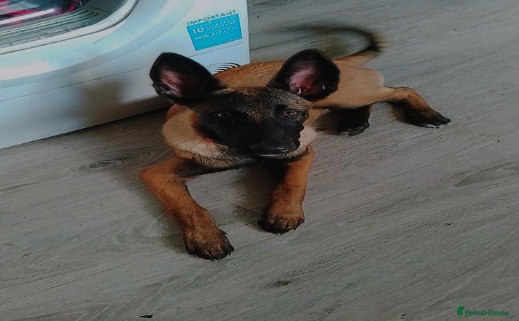 Belgian Shepherd Dog dogs - Advert 3