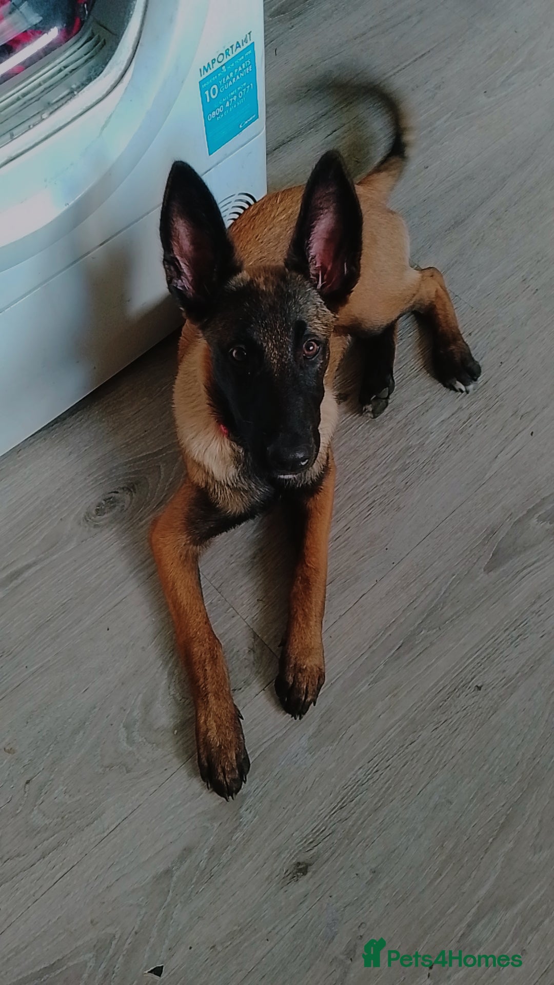 Belgian Shepherd Dog dogs for sale: 5 month Female Belgian mally - Image 1