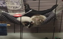 Rat rodents for sale: 3 female rats and enclosure - Advert 1