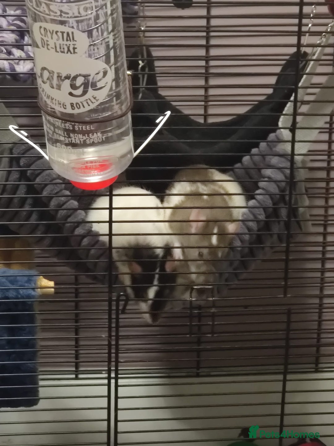 Rat rodents for sale: 3 female rats and enclosure - Advert 1