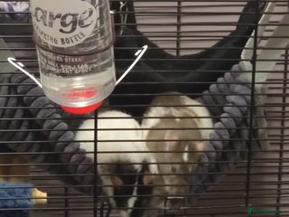 Rat rodents for sale: 3 female rats and enclosure - Advert 1