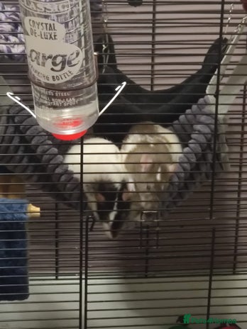 Rat rodents - Advert 1