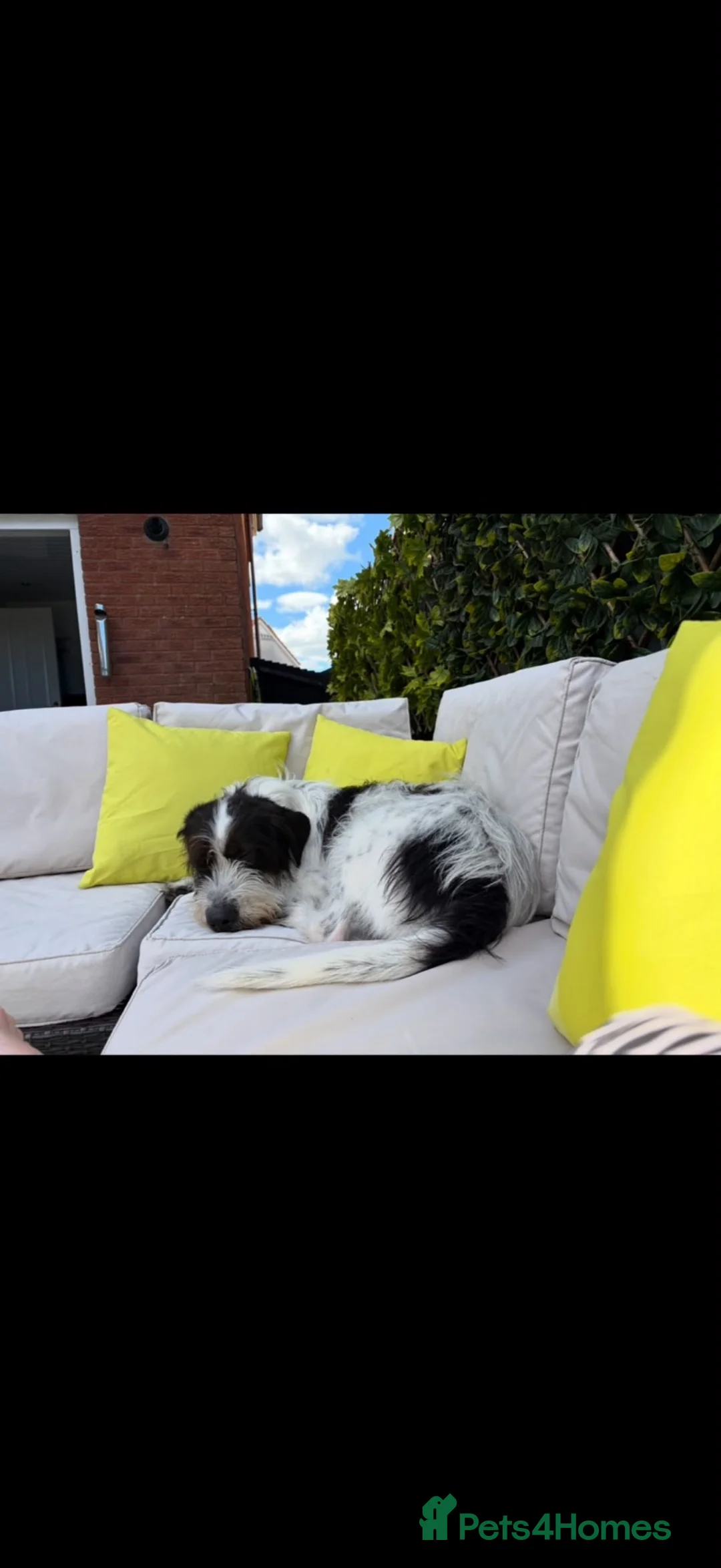 Mixed Breed dogs for sale: Chewy  - Advert 2