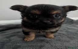 Chorkie dogs for sale: Chorkie babies  - Image 4