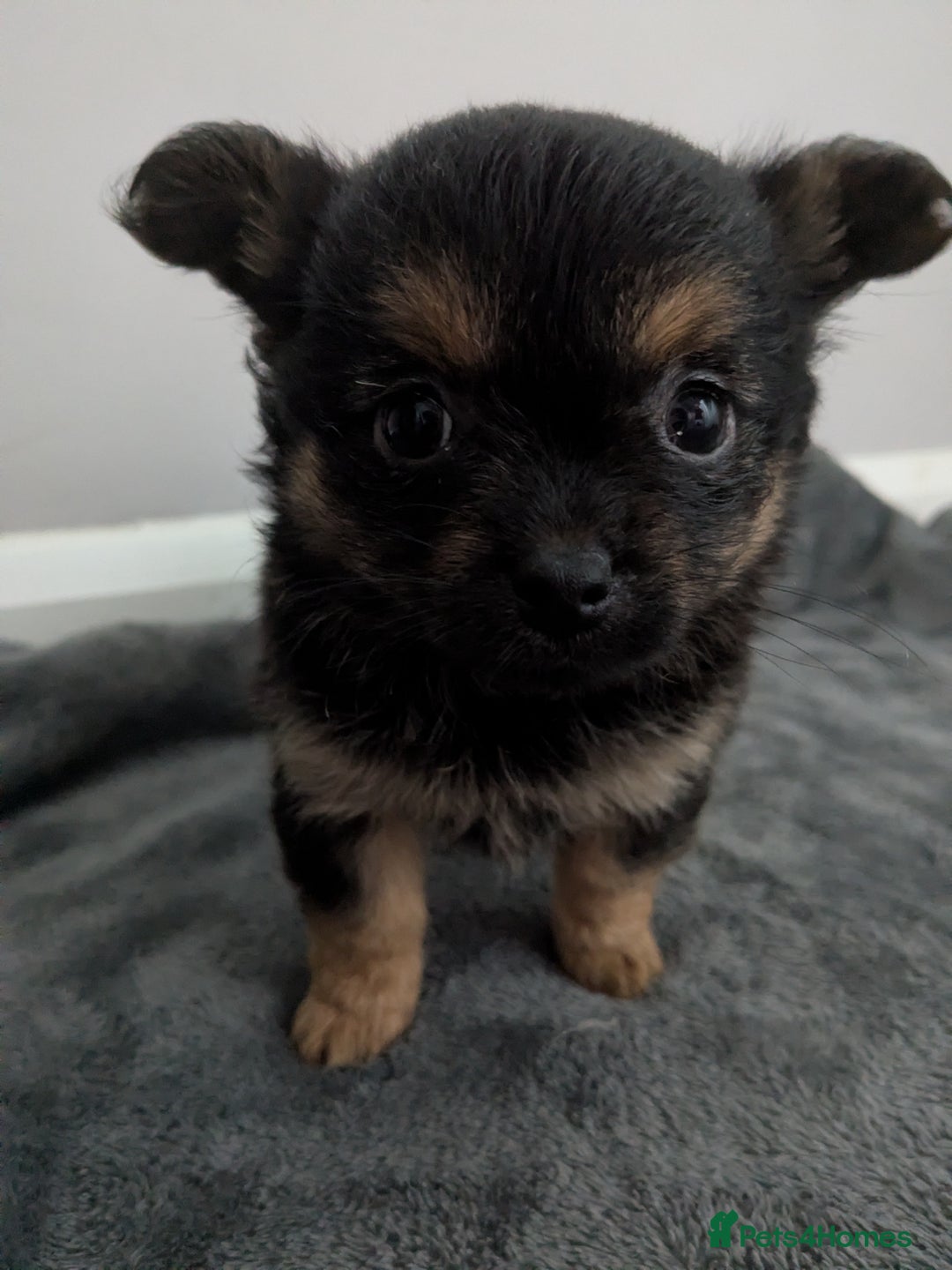 Chorkie dogs for sale: Chorkie babies  - Image 4