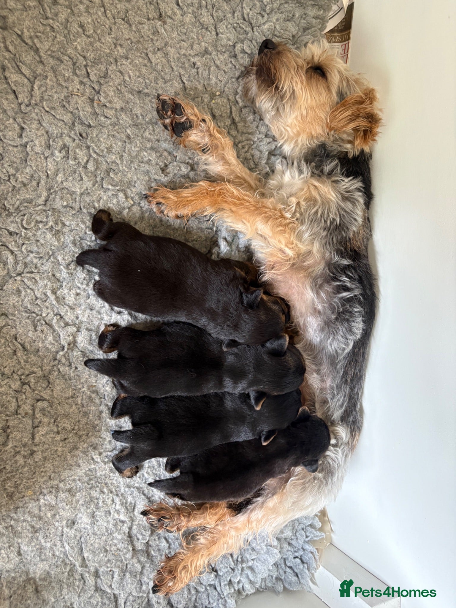 Mixed Breed dogs Norfolk Terrier Puppies - Advert 4