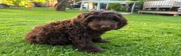 Cockapoo dogs for sale: Very small F1 cockapoo puppies for sale  - Advert 7