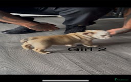 English Bulldog dogs for sale: KC Reg Traditional English Bulldog puppies - Image 3